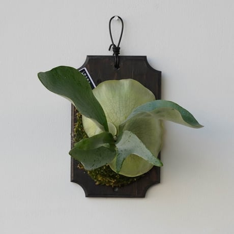 CATEGORY diversifolium | IMAMA