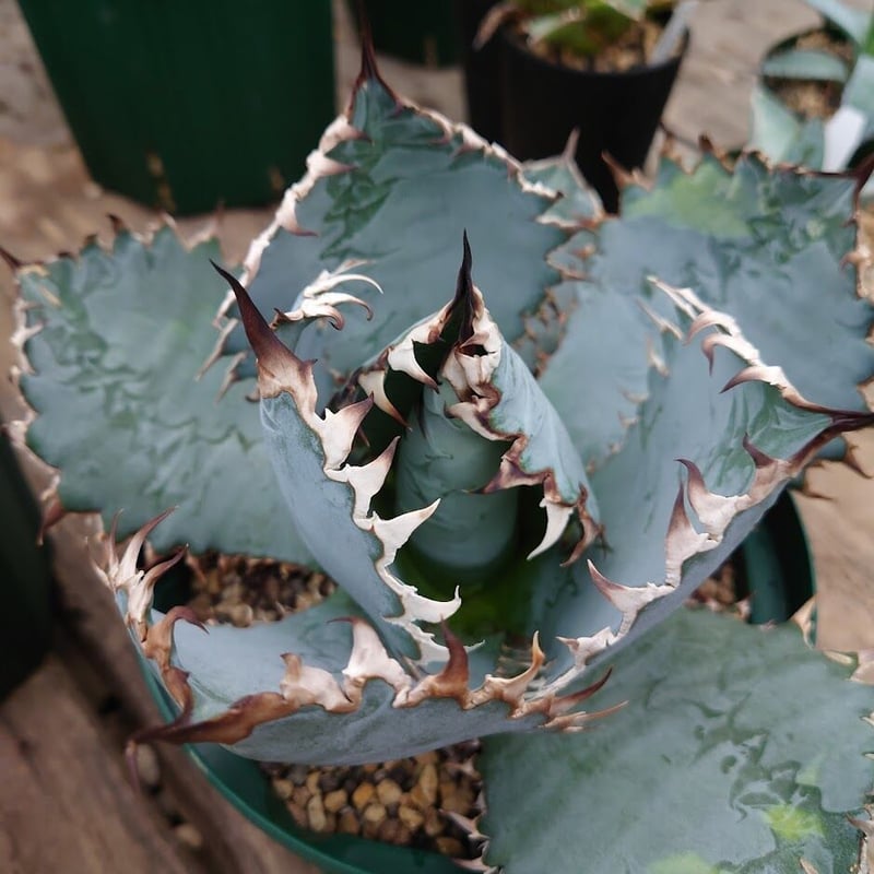 アガベ チタノタ ライオンズメーン メイン Agave titanota Lion's Man