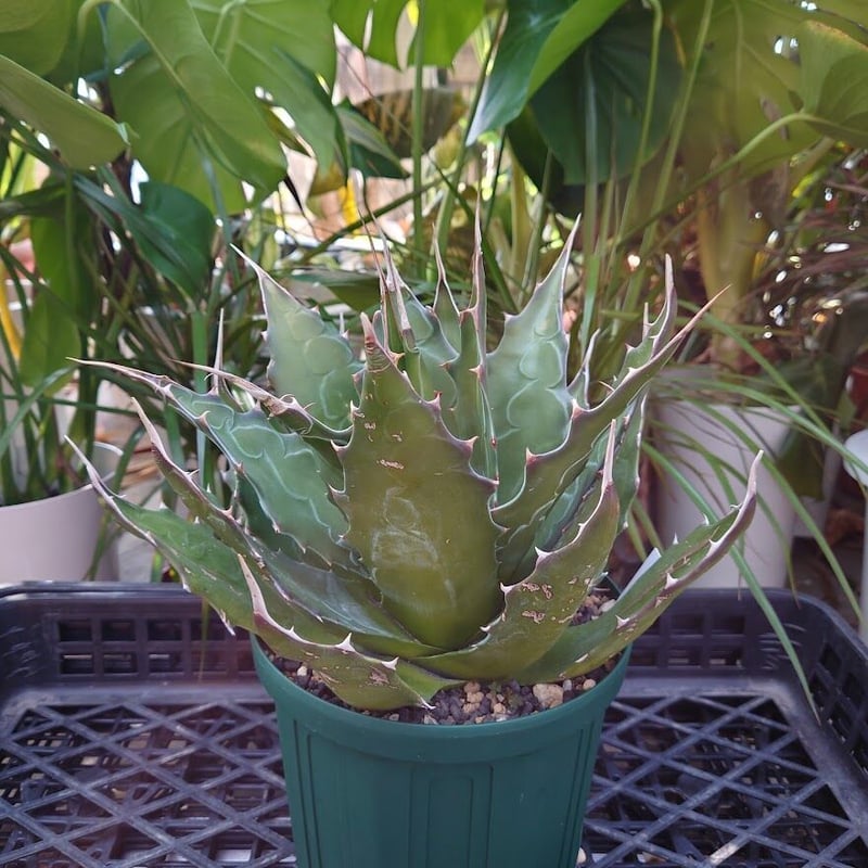 アガベ モンタナ Agave Montana 1 【送料無料】 | Mellow Yard