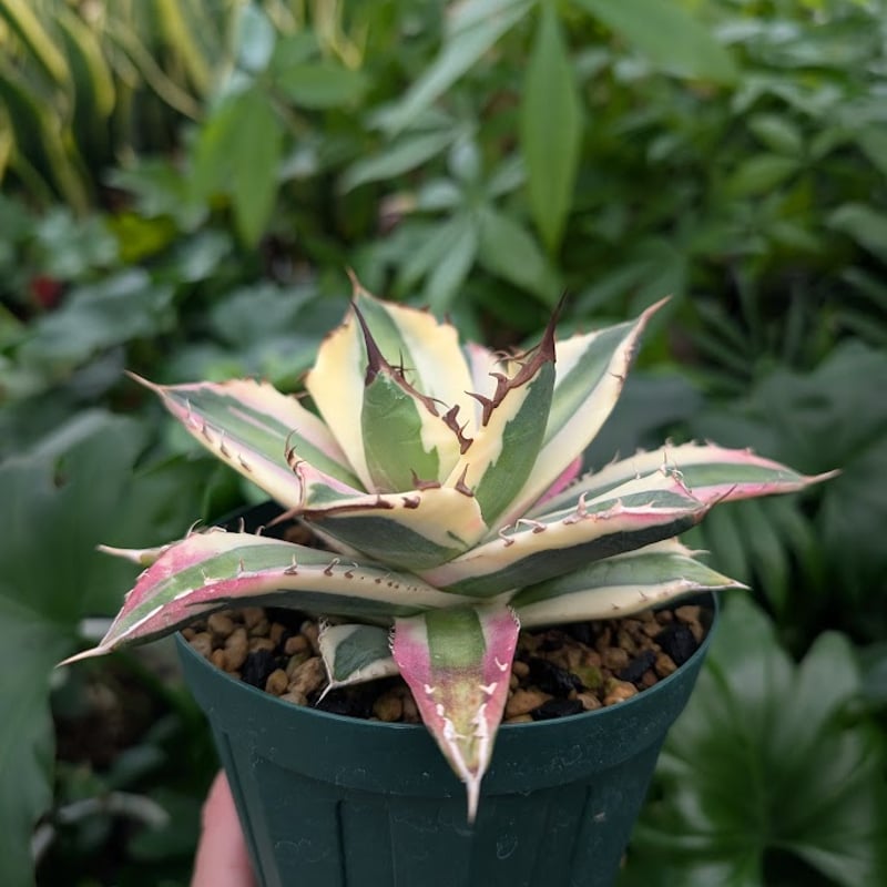 アガベ チタノタ スナグルトゥース ST16 | Mellow Yard