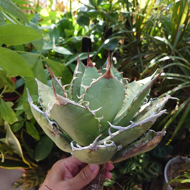 アガベ チタノタ オアハカ Agave titanota Oaxaca 20 | Mellow