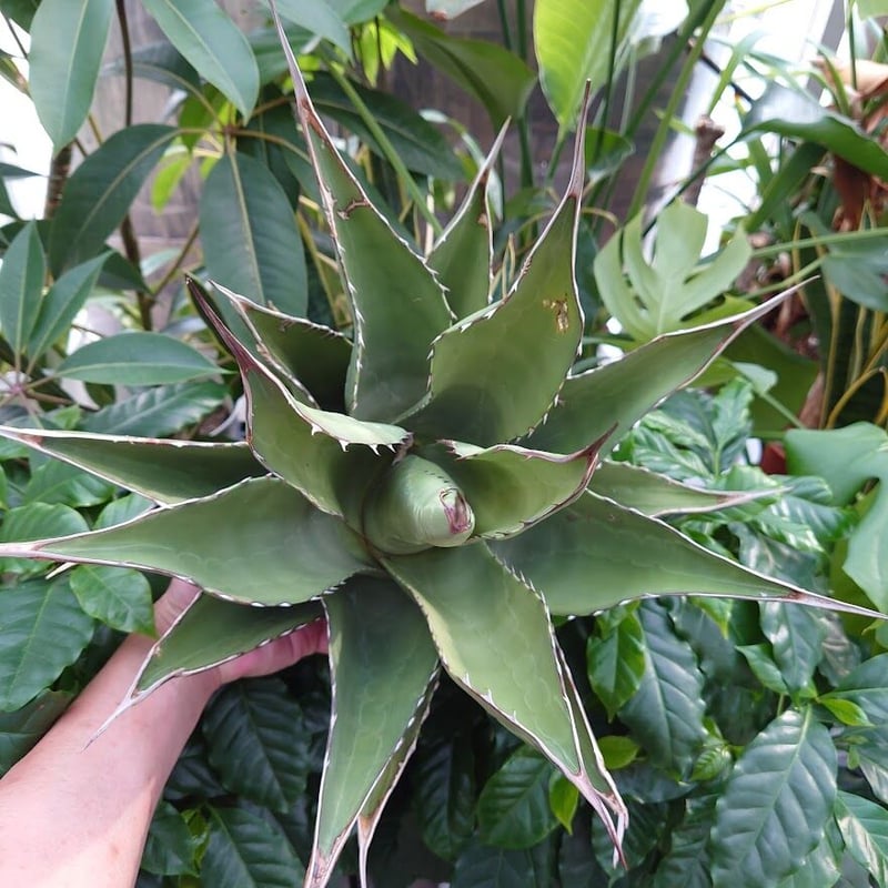 アガベ ジェントリー ジョーズ agave gentryi 