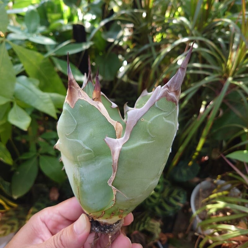 アガベ チタノタ オアハカ Agave titanota Oaxaca 16 | Mellow