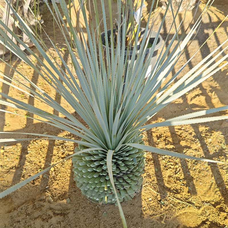 ダシリリオン ウィーレリー 極太 埼玉 引取限定 【公式通販】