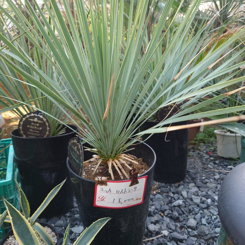 ユッカ ロストラータ 1本 お任せ便 高品質 | IKEZAWA GARDEN