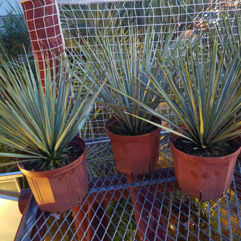 AL1156】ユッカ リギダ 24cm鉢 AL1156】ユッカ リギダ 24cm鉢 AL1156