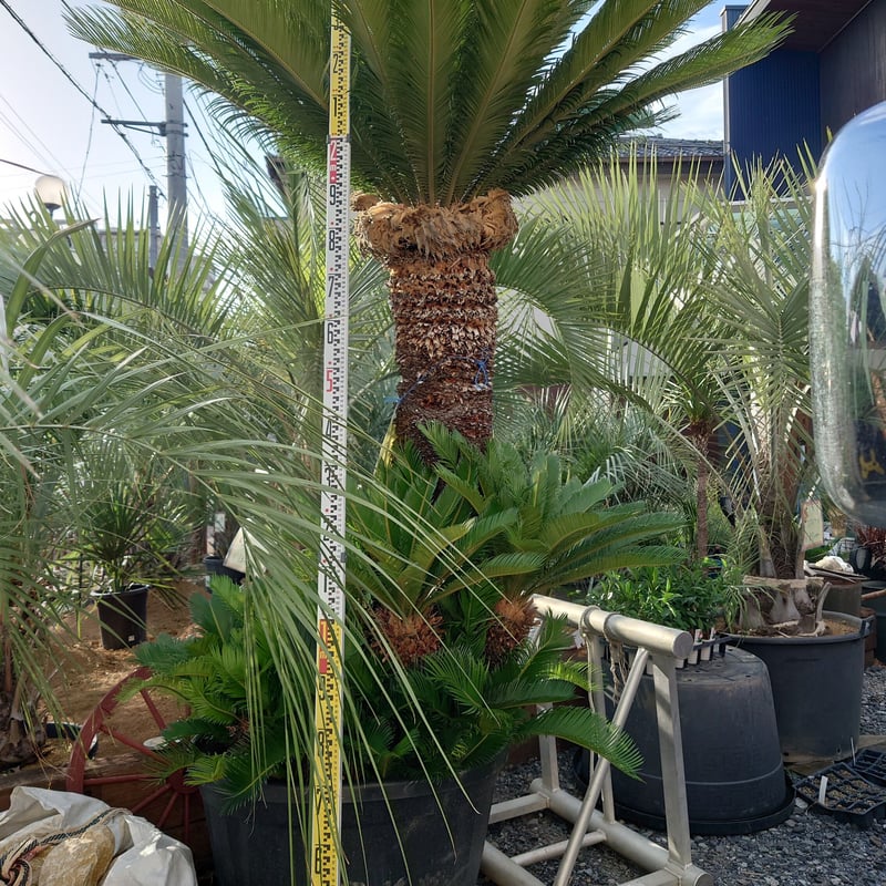 蘇鉄 ソテツ 特大 安心株 | IKEZAWA GARDEN STORE