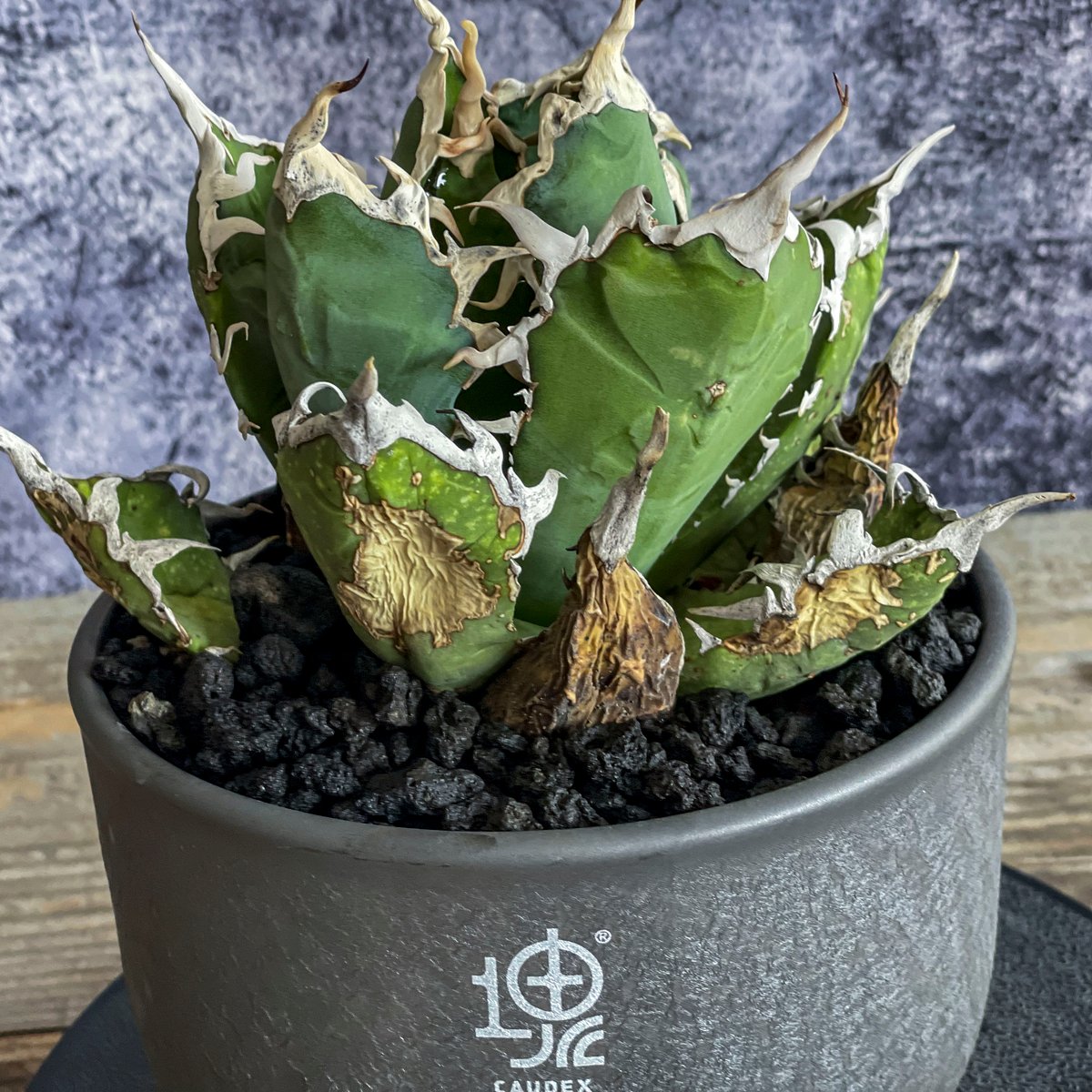 現地株】アガベ オテロイ オアハカ 24040402-4【発根済】 | ISALO