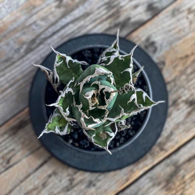 ヤバいやつ】アガベエレファントEVIS 親株 ヤバいやつ】アガベ