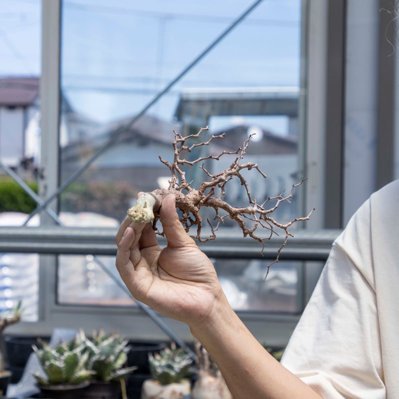 コミフォラモンストローサ 24050510_36 【現地球】 | ISALO