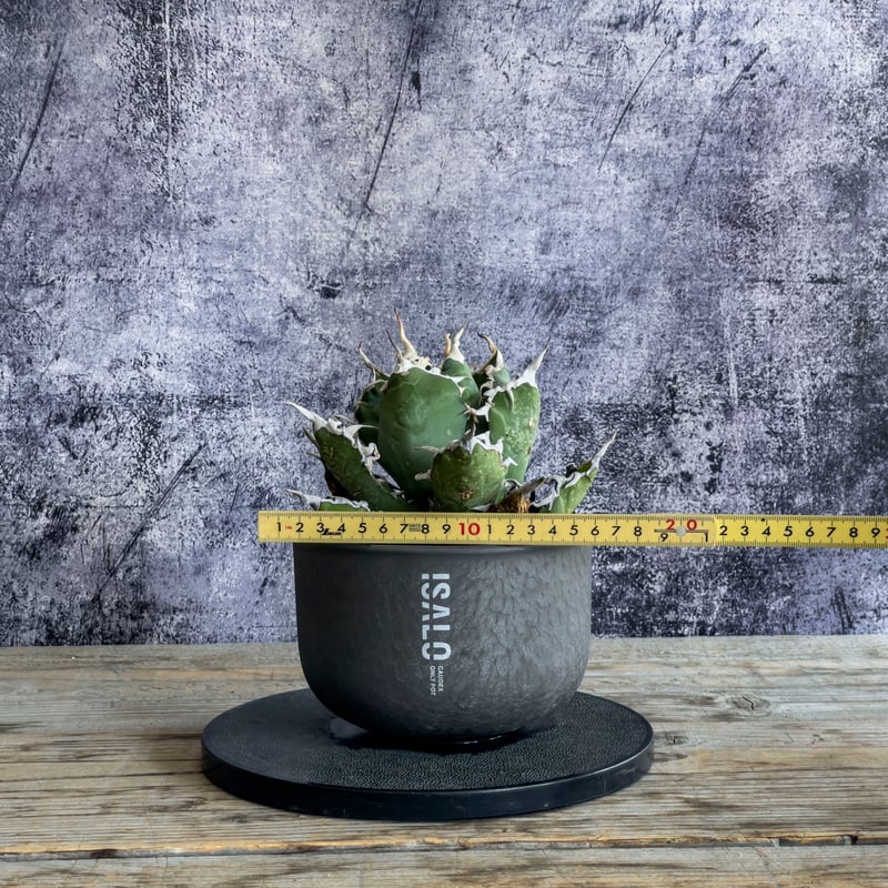 現地株】アガベ オテロイ オアハカ 24040402-4【発根済】 | ISALO