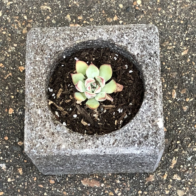 植木鉢】【国産溶岩石・大谷石】 溶岩石フラワーポット(角) サボテン