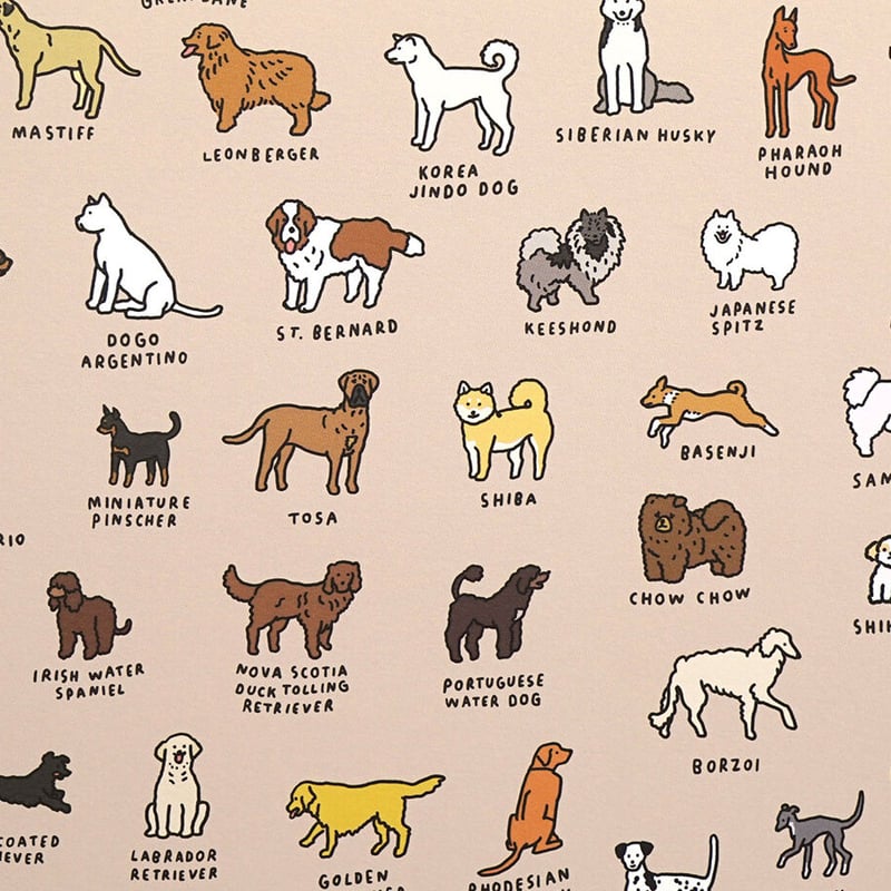 DOG BREEDS (A2) | Graphic Dictionary Poster | Z