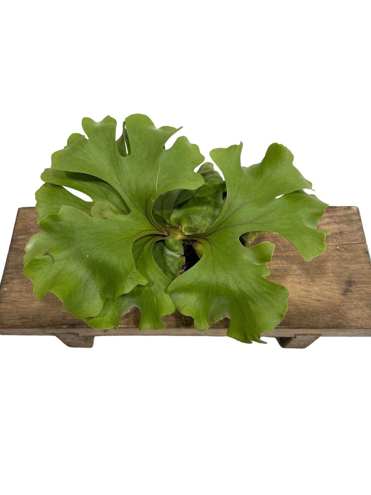 fit=scale-down,w=1200