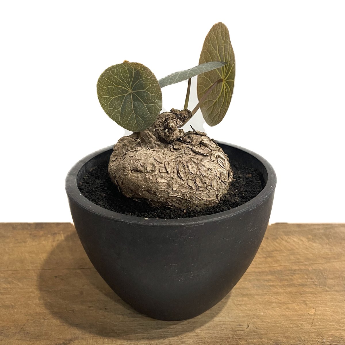 ステファニア カウィーサキー「Stephania Kaweesakii」22C-2 | SHO