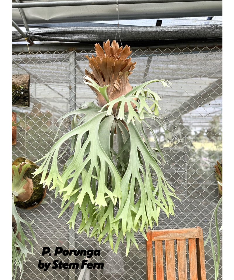 ビカクシダ ポルンガ (子株) by Stem Fern 「Platycerium Poru