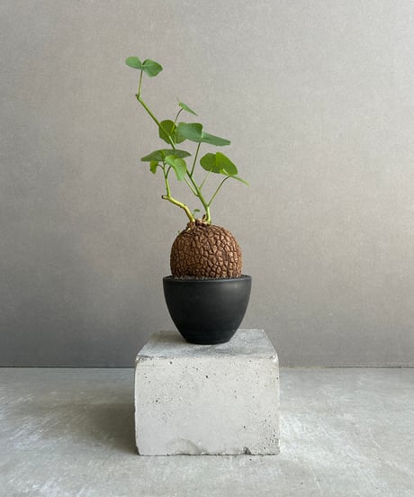 CATEGORY コーデックス(塊根植物) | SHOUCHIKUEN