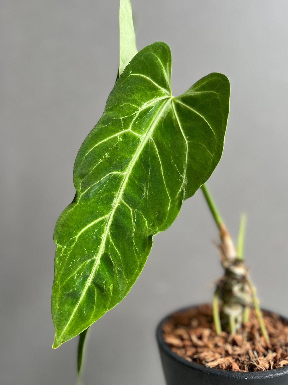 アンスリウム ハイブリッド 斑入 「Anthurium hybrid Variegated」