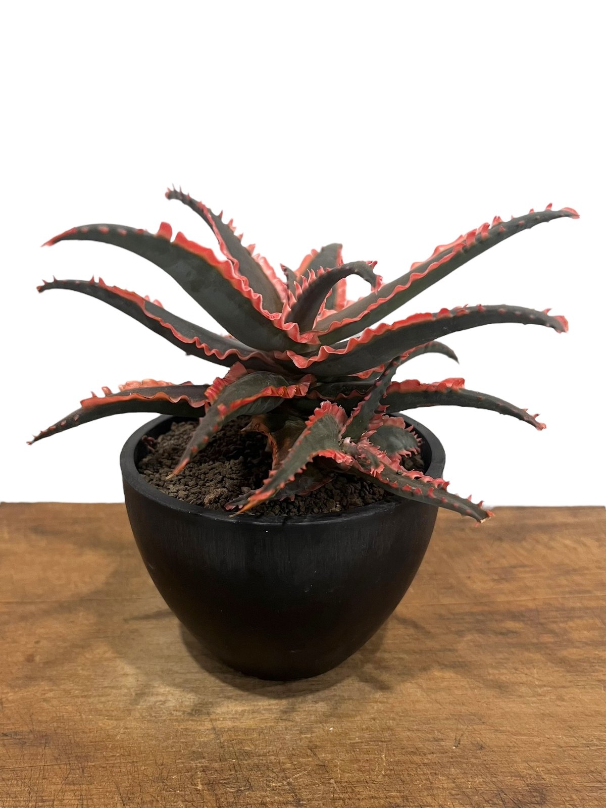 アロエ ハイブリッド “選抜個体” 「Aloe Hybrid “Select