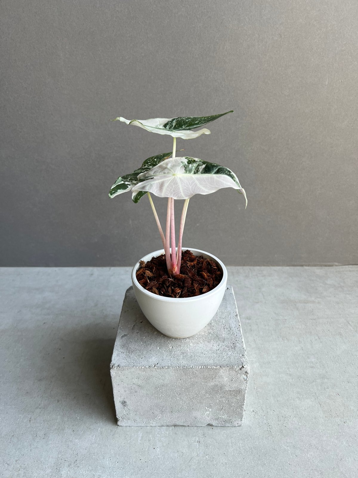 アロカシア ハイブリッド 選抜個体 「Alocasia pink dragon albo +