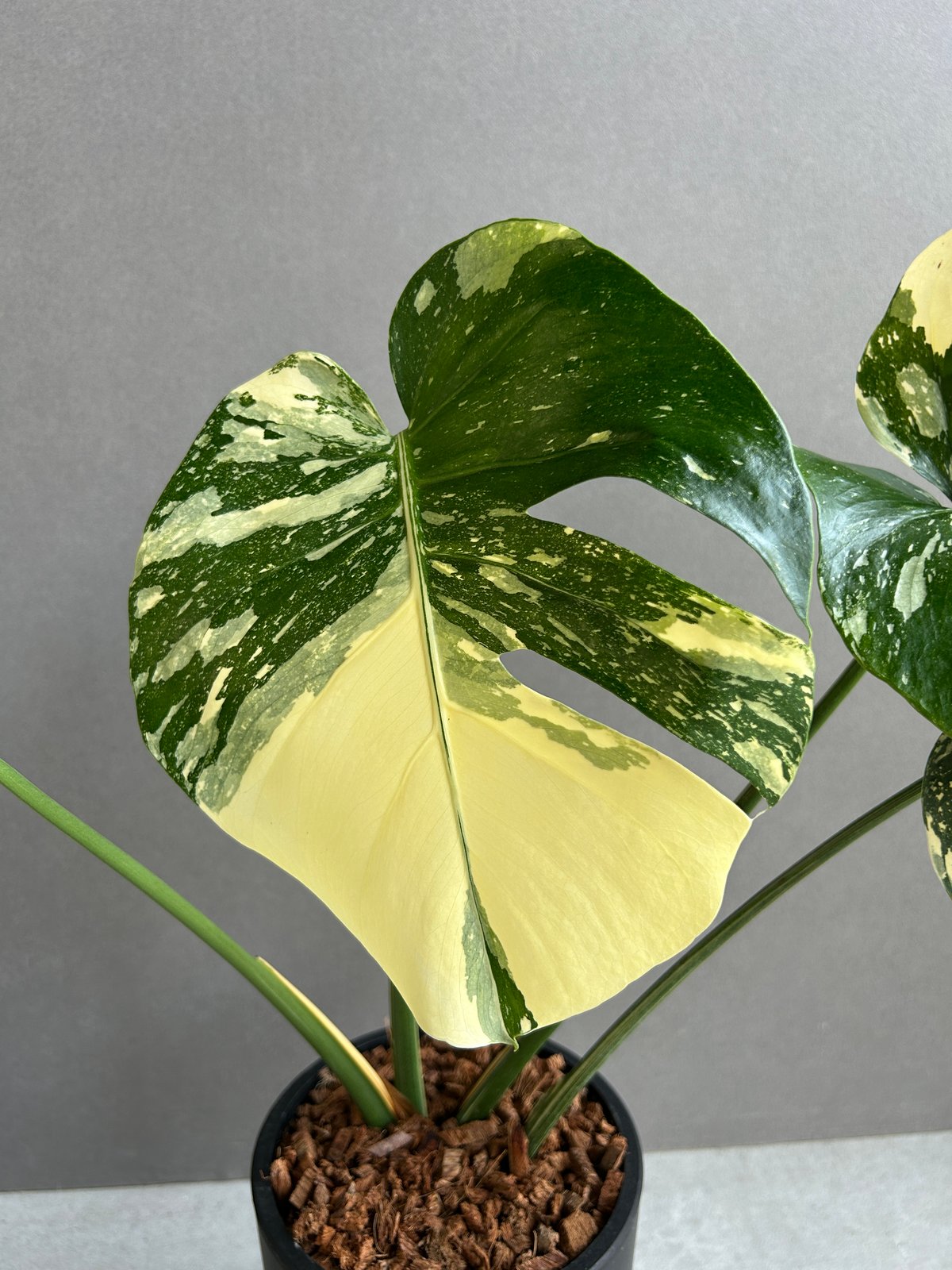 モンステラ タイ コンステレーション クリーム ブリュレ 「Monstera