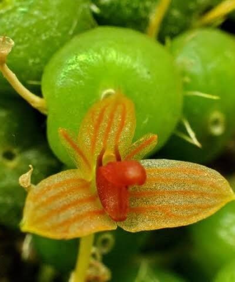 バルボフィラム モニリフォリメ ①「 Bulbophyllum moniliforme」12/