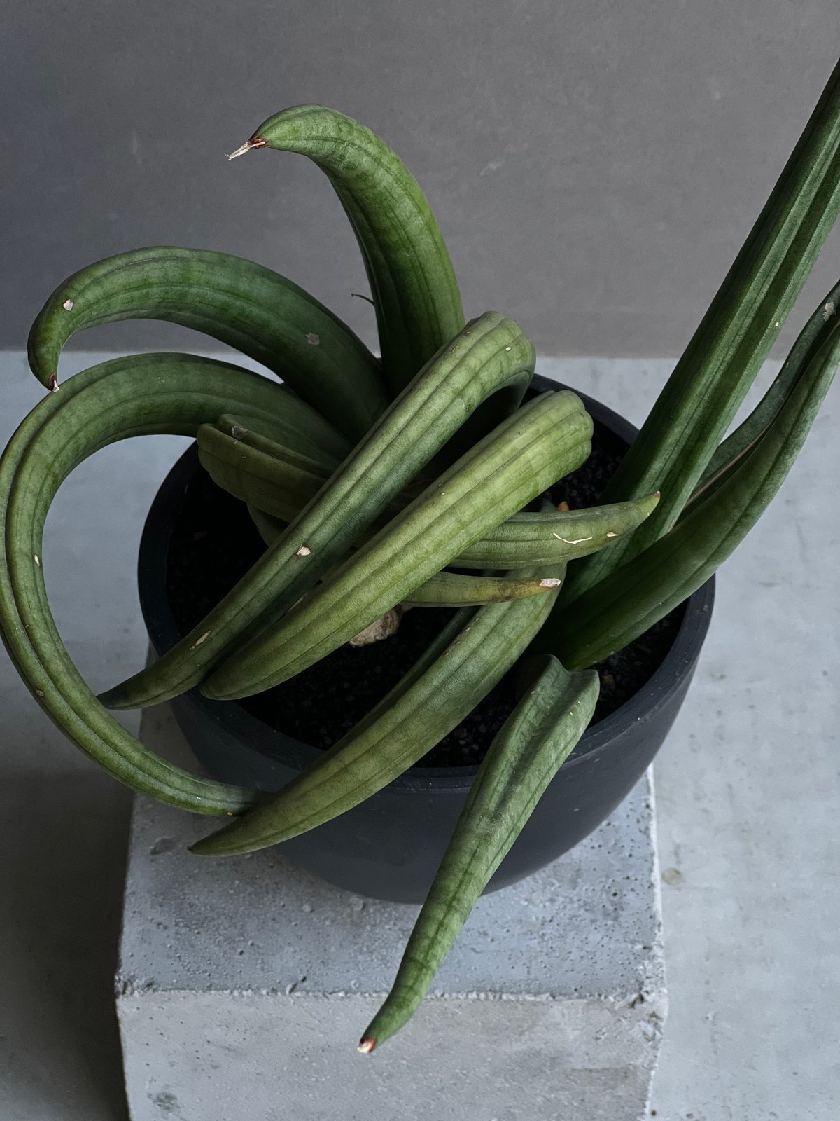サンセベリア アンヤマニー ハイブリッド “トルネード”「Sansevieria