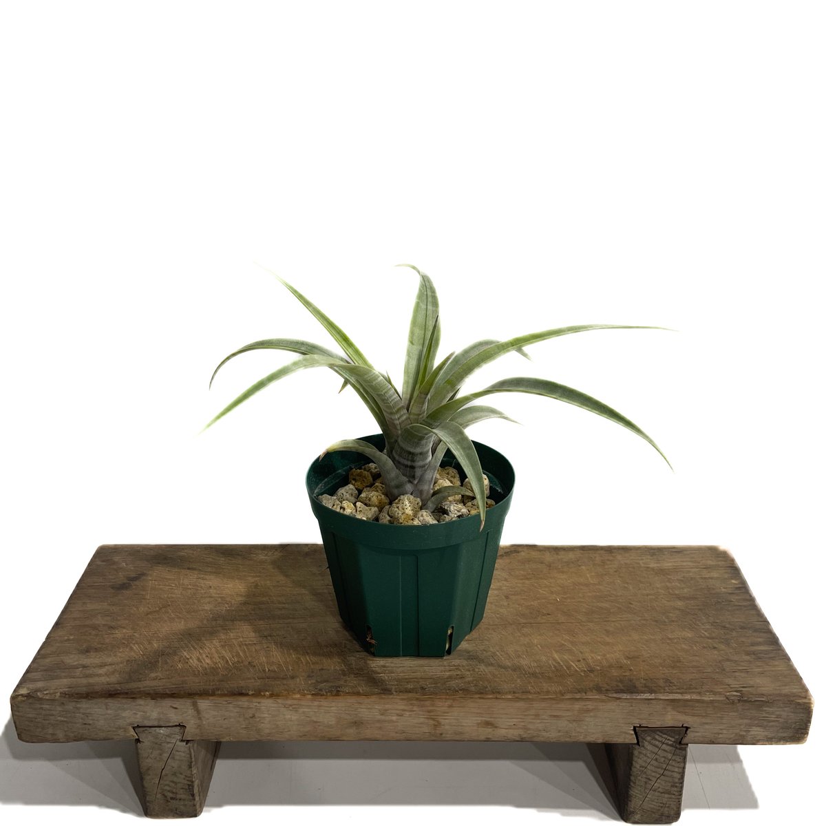 ティランジア ヒルダエ ワイドリーフ「Tillandsia hildae Wide Leaf」