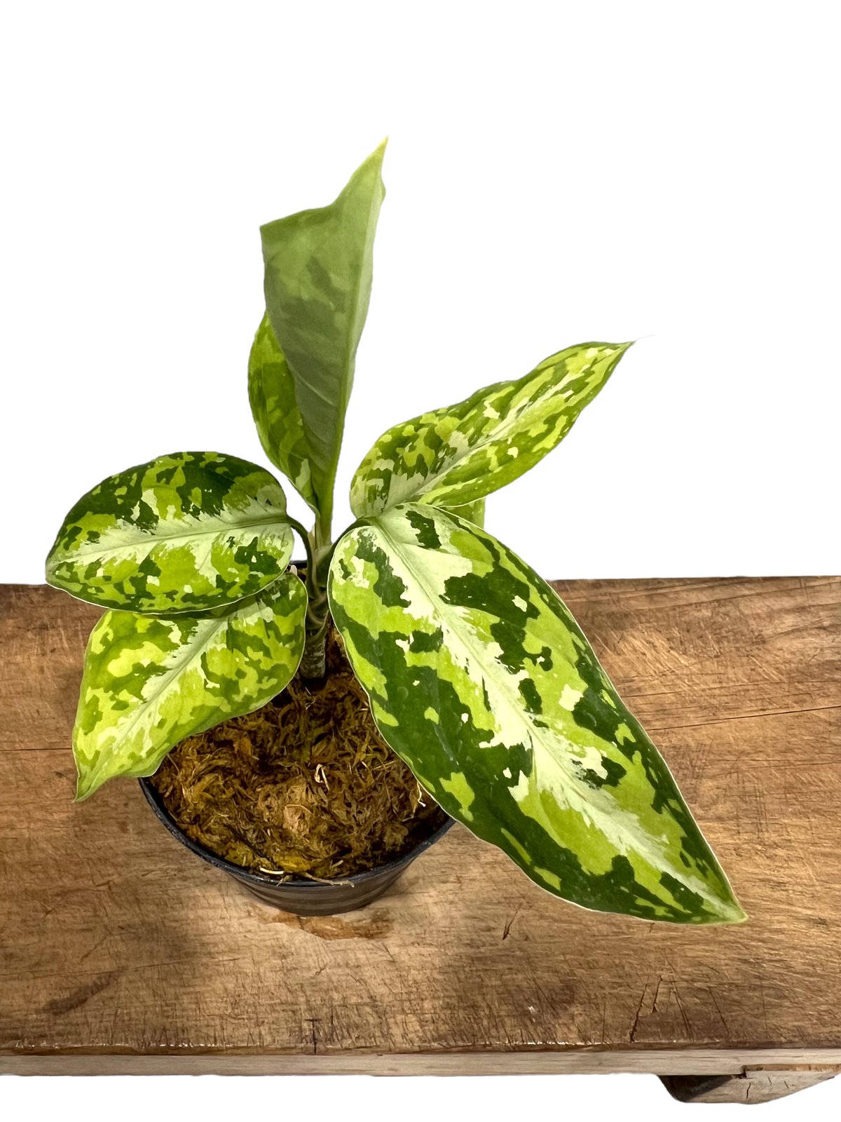 アグラオネマ ピクタム トリカラー「Aglaonema pictum tricolor」52J