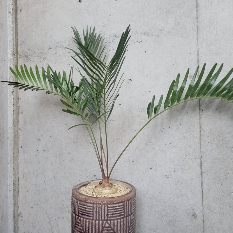 ザミア・フロリダーナ | on the leaf