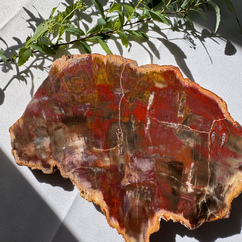 時を超えた大地の記憶 〜珪化木のプレート〜 | Studio Kururi