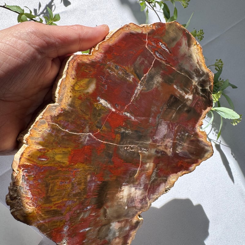 時を超えた大地の記憶 〜珪化木のプレート〜 | Studio Kururi