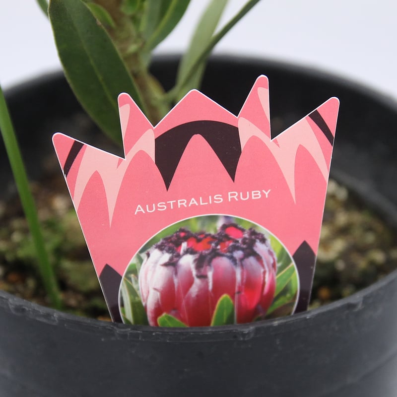 プロテア オーストラリスルビー 7号 | 多気園芸 Online Shop