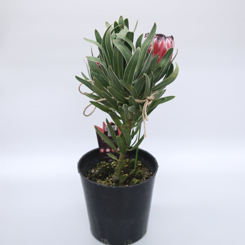 プロテア オーストラリスルビー 7号 | 多気園芸 Online Shop