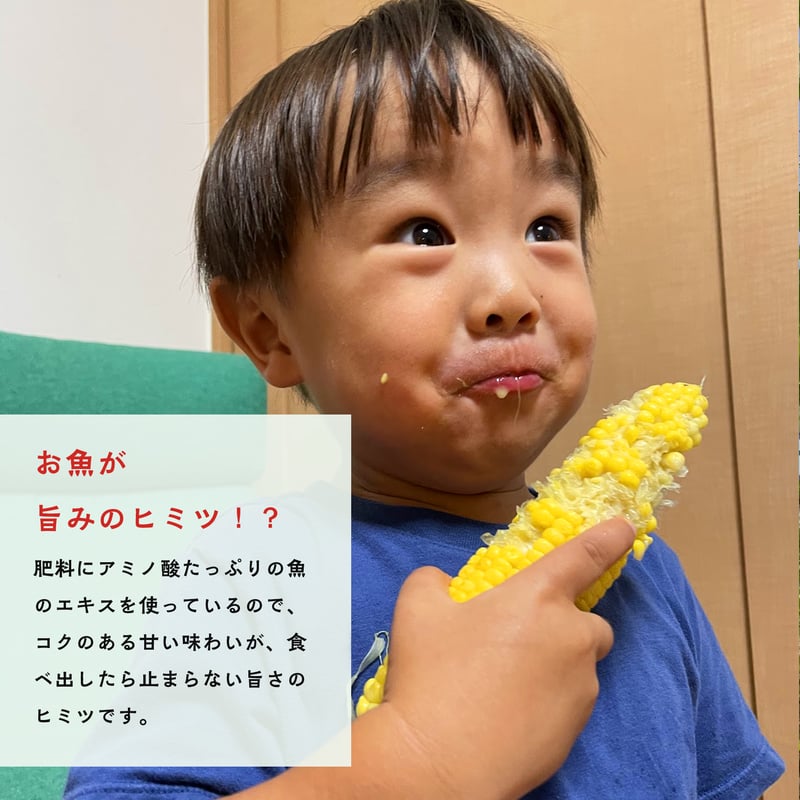 2026年予約販売】15本_甘さ弾けるトウモロコシ | よしよしonline畑