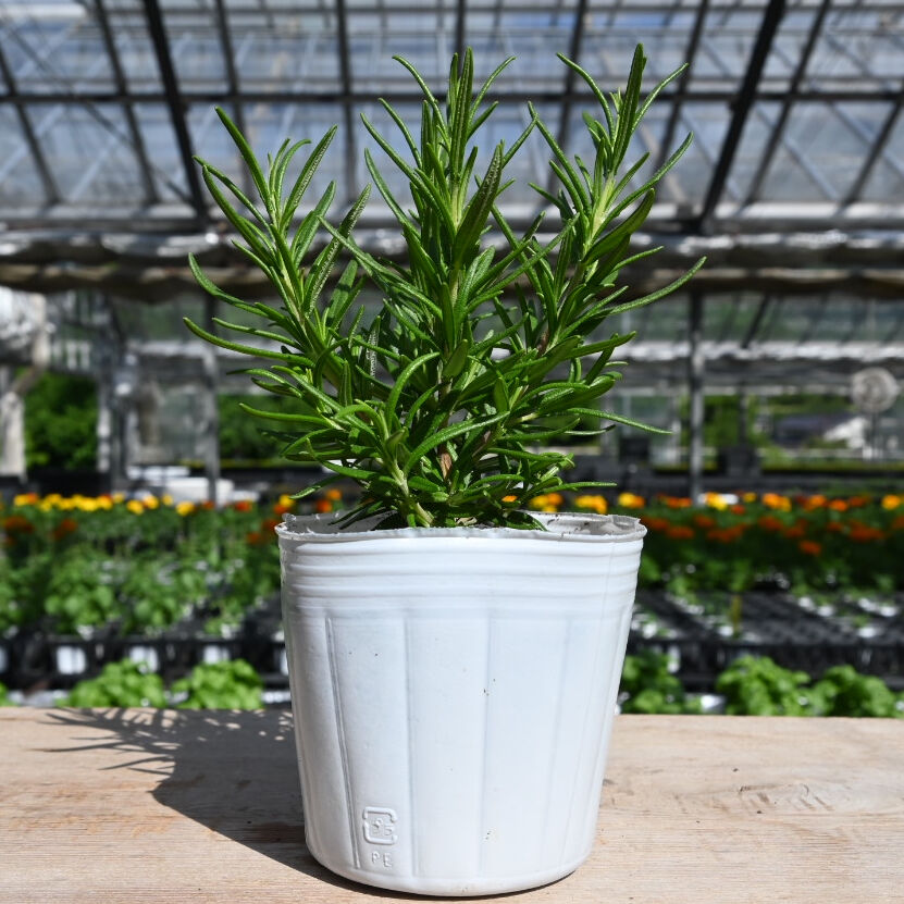 ローズマリー アブラクサス | 石原園芸 Ishihara Nursery