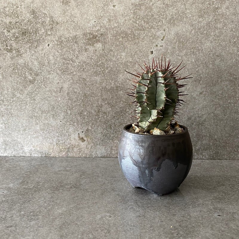 EU輸入 ユーフォルビア ホリダ 強棘 No.05 × 円 - en - 