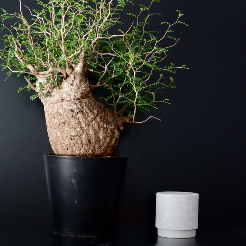 巨大 オペルクリカリア パキプス［No.12］ | Botanical Holic