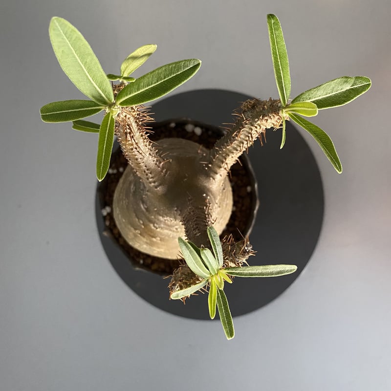 綴化 セッカ 】発根済 グラキリス 現地株 BG-129 × S.N.Pot - crow