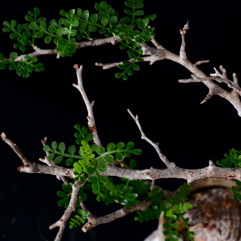 ミニサイズ 丸株 オペルクリカリア パキプス［No.14］ × 沼野秀章 作