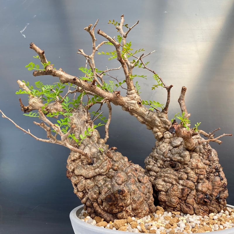 多頭 マルチヘッド オペルクリカリア パキプス MP02 発根済 現地株