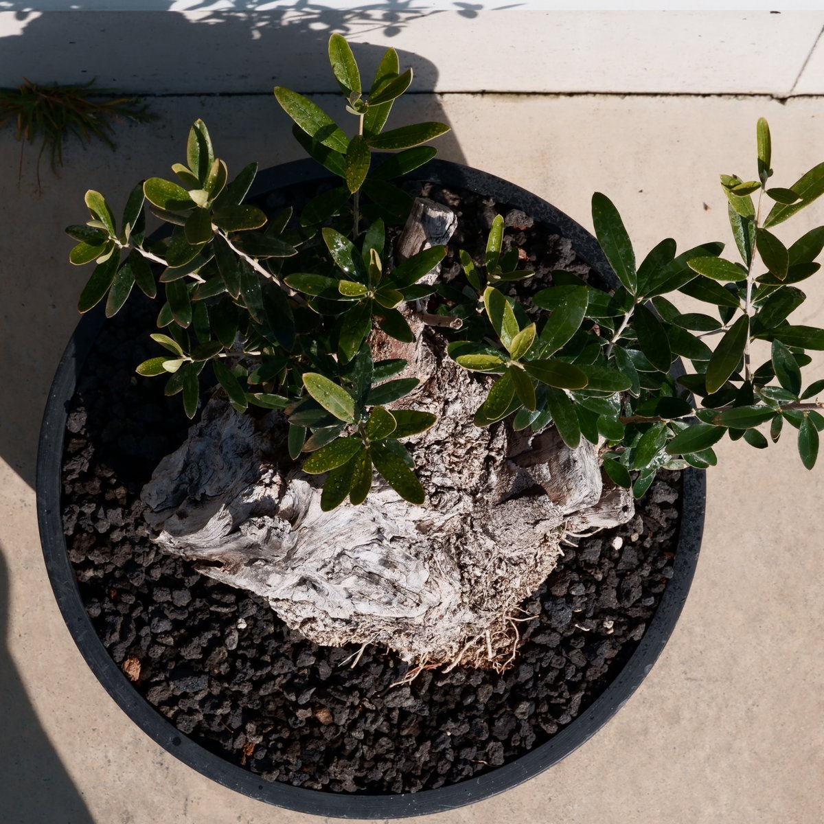 Old Olive 古木オリーブ［No.24］× 10号皿鉢 (φ30cm) | Botani