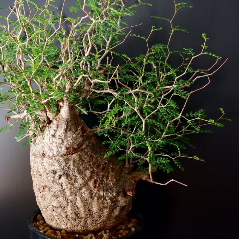 巨大 オペルクリカリア パキプス［No.12］ | Botanical Holic