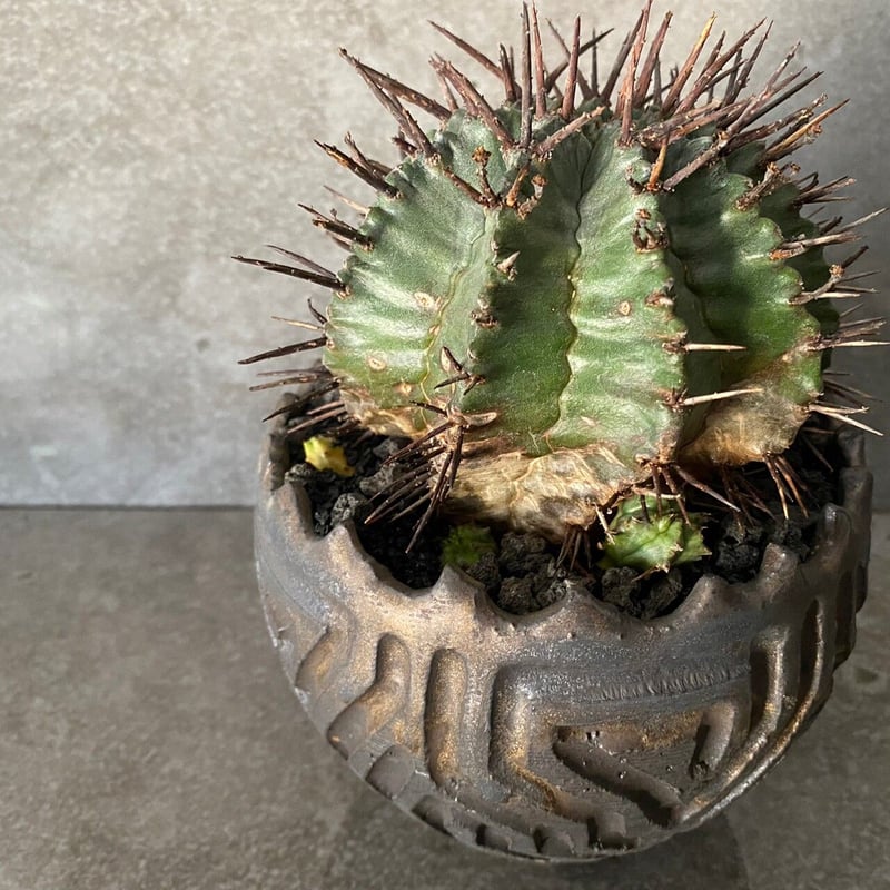 ホリダ マジョール 〈大サイズ〉強棘 仔株付 ［ No.09 ］× S.N.Pot