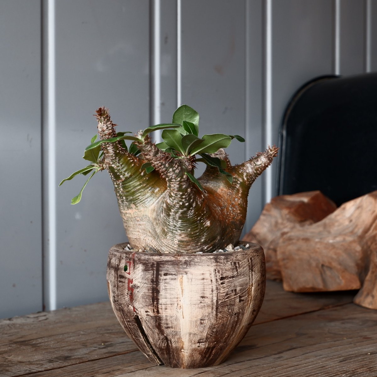 中株 マカイエンセ φ10cm - 魔界玉 - 輸入株［No.19］ × 沼野秀章 作品