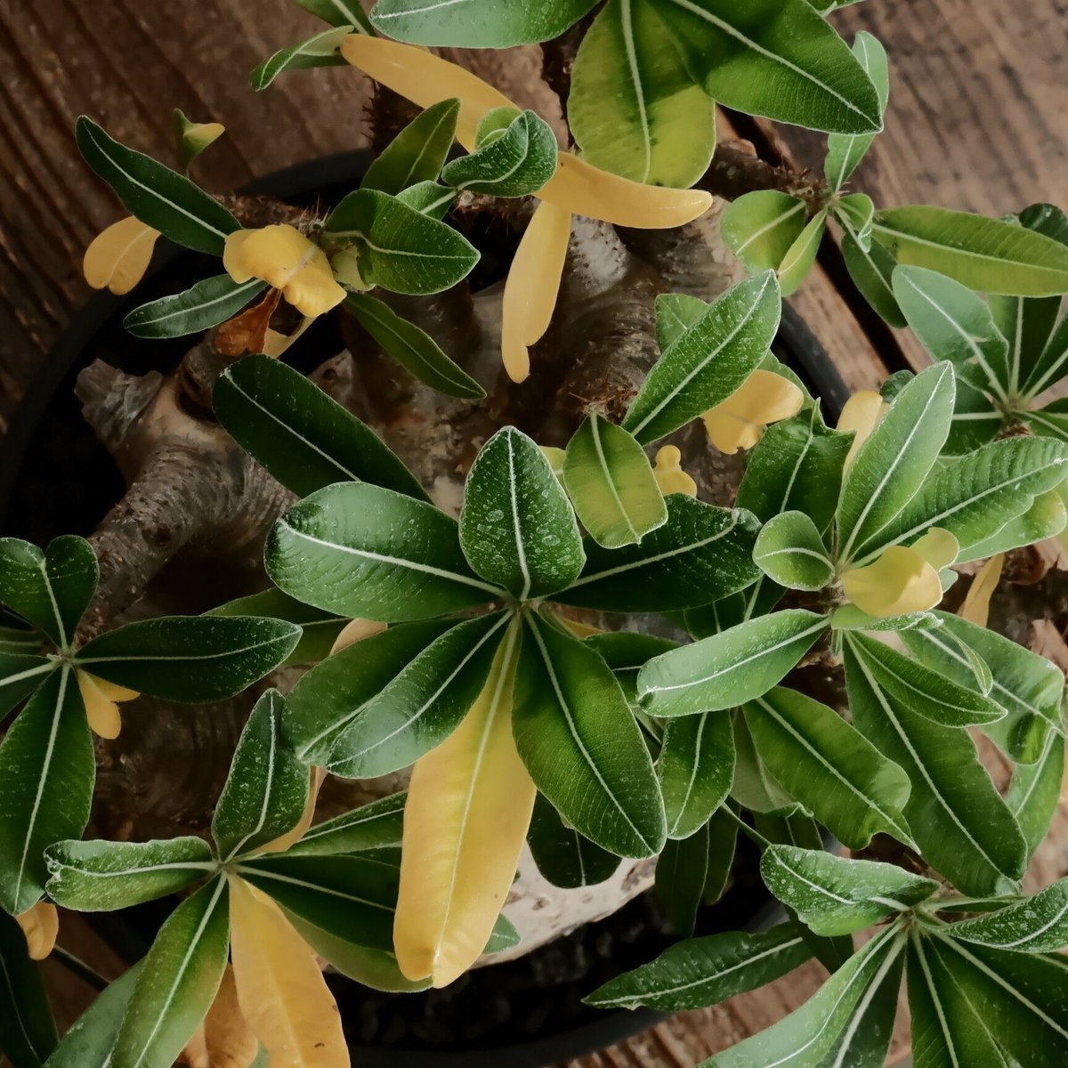 LL株》グラキリス 大株 幹幅15cm - 象牙宮 -［No.58］ × 6号 浅鉢 | B