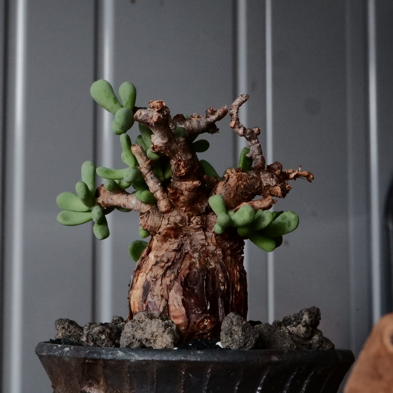 ケラリア ピグマエア 現地株 発根済 ［No.41］ × 沼野秀章 作「 black w