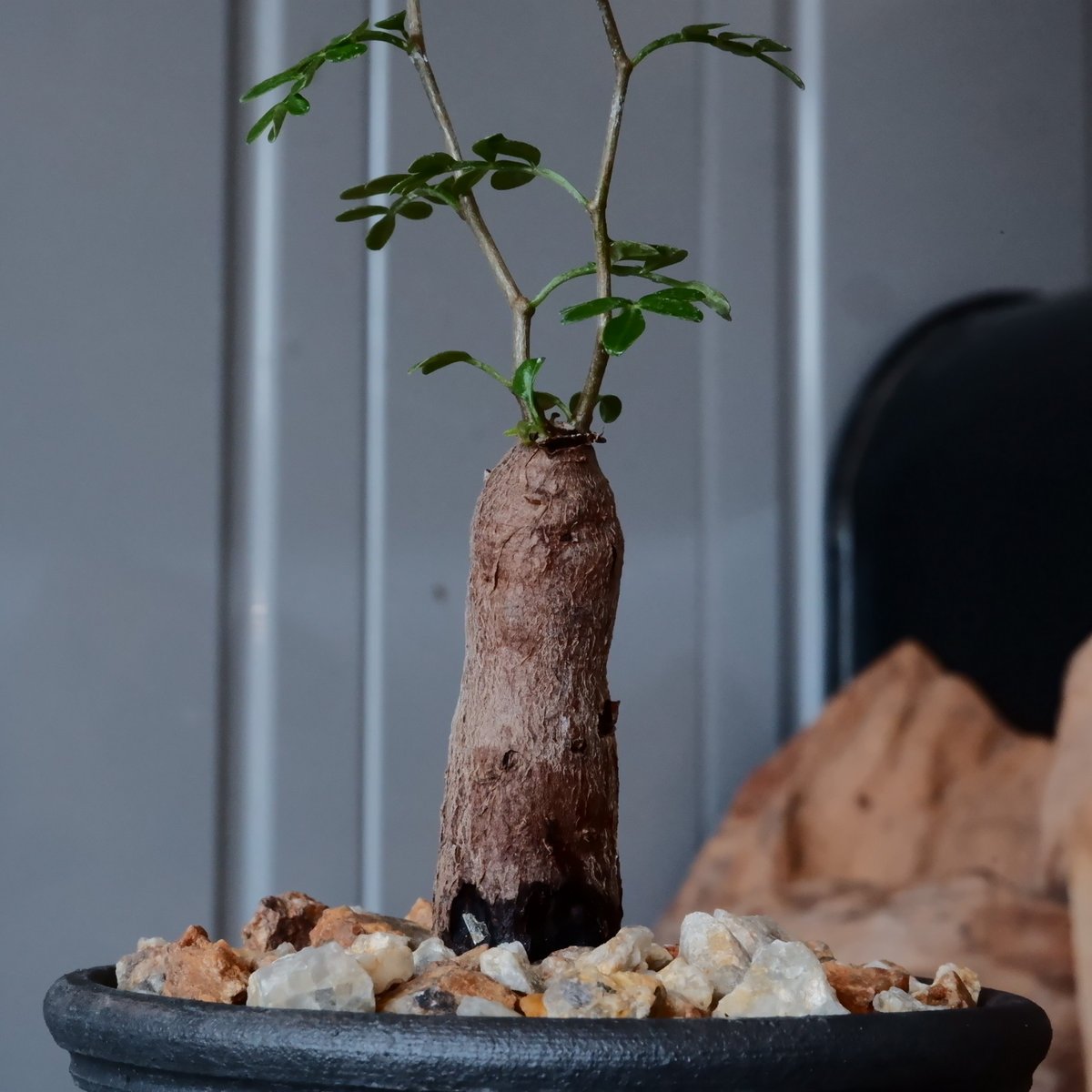 根挿し】オペルクリカリア パキプス ［No.10］ × 與那嶺大輔 作 「琉球