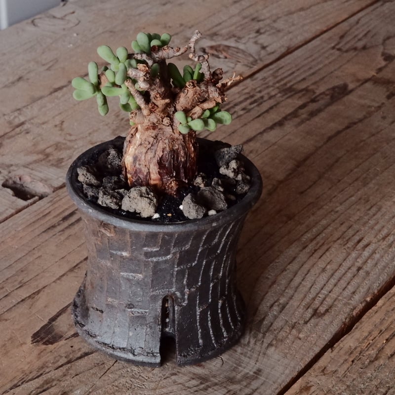 ケラリア ピグマエア 現地株 発根済 ［No.41］ × 沼野秀章 作「 black w