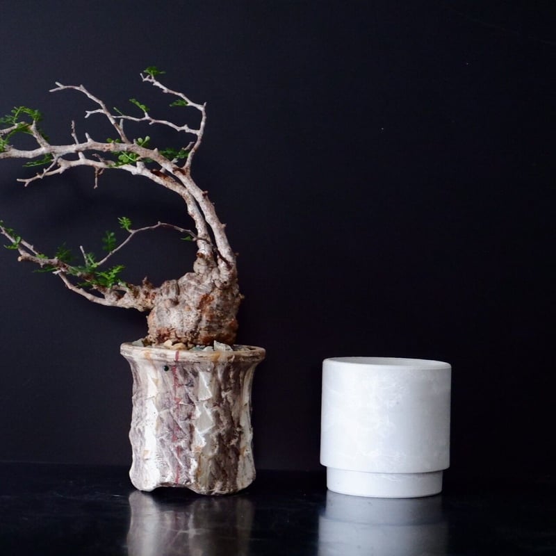 ミニサイズ 丸株 オペルクリカリア パキプス［No.14］ × 沼野秀章 作